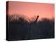 A Giraffe Peeks Out over Treetops at Sunset-Alex Saberi-Premier Image Canvas