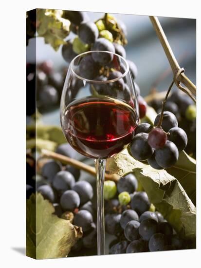 A Glass of Red Wine with Grapes in the Background-Karl Newedel-Premier Image Canvas