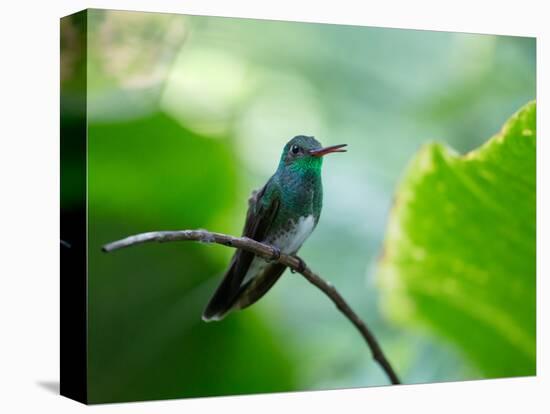 A Glittering-Throated Emerald Perching on Twig in Atlantic Rainforest, Brazil-Alex Saberi-Premier Image Canvas