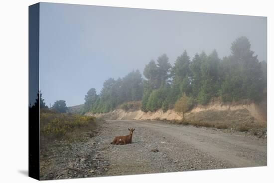 A Goat Sitting in a Road-Clive Nolan-Premier Image Canvas