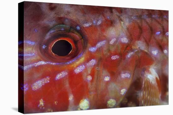 A Goatfish Shows its Nocturnal Coloration-Stocktrek Images-Premier Image Canvas
