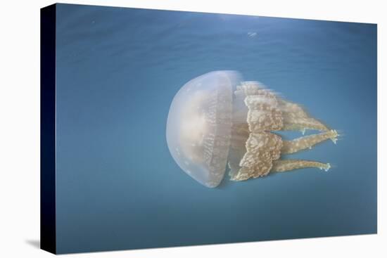 A Golden Jellyfish, Raja Ampat, Indonesia-Stocktrek Images-Premier Image Canvas