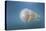 A Golden Jellyfish, Raja Ampat, Indonesia-Stocktrek Images-Premier Image Canvas