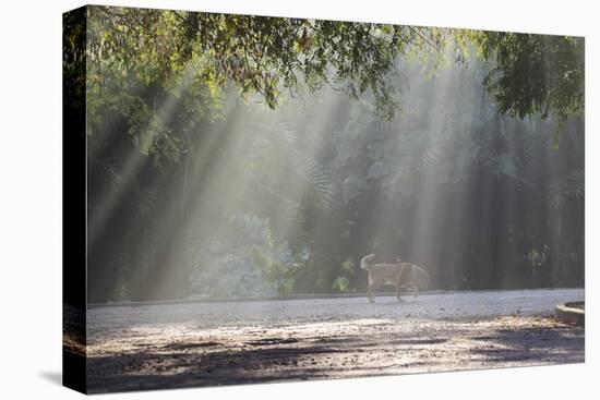 A Golden Retriever in the Early Morning Mists of Ibirapeura Park-Alex Saberi-Premier Image Canvas