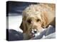 A Goldendoodle with Snow on it's Nose, New Mexico, USA-Zandria Muench Beraldo-Premier Image Canvas