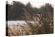 A Gray Heron, Ardea Cinerea, in Grass-Alex Saberi-Premier Image Canvas