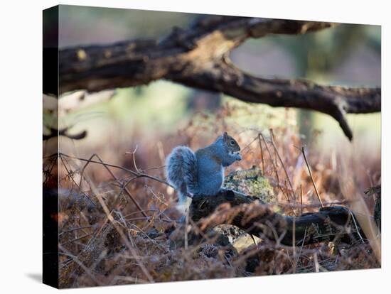 A Gray Squirrel Eats a Nut on a Fallen Tree Branch in Richmond Park-Alex Saberi-Premier Image Canvas