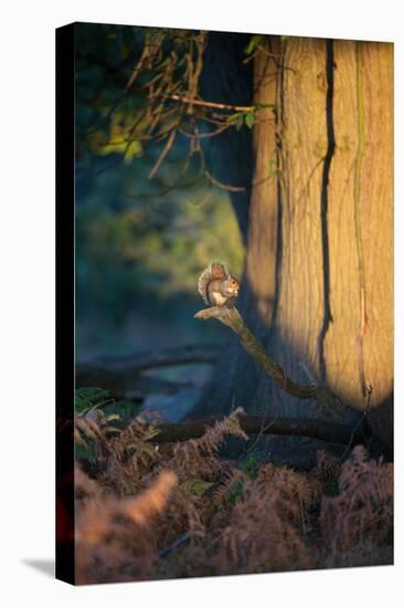 A Gray Squirrel Feeds in the Autumn Foliage of Richmond Park-Alex Saberi-Premier Image Canvas