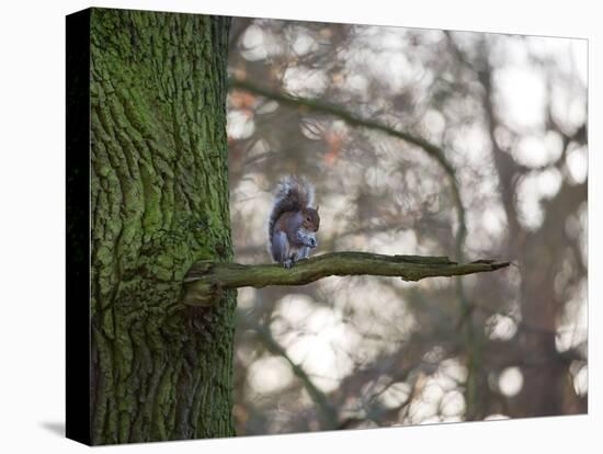 A Gray Squirrel Nibbles Nuts on a Tree Branch in Richmond Park-Alex Saberi-Premier Image Canvas