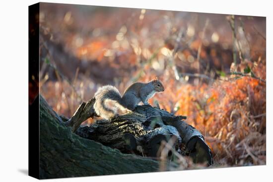 A Gray Squirrel on a Fallen Tree Branch Looks around Warily in Richmond Park-Alex Saberi-Premier Image Canvas