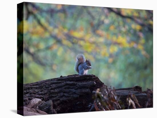 A Gray Squirrel, Sciurus Carolinensis, Sits on a Log Eating Nuts in Autumn-Alex Saberi-Premier Image Canvas