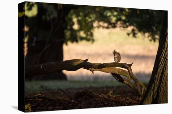 A Gray Squirrel, Sciurus Carolinensis, Sits on a Log Eating Nuts in Autumn-Alex Saberi-Premier Image Canvas