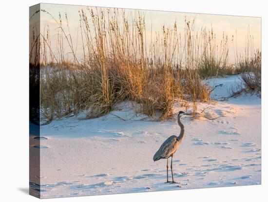 A Great Blue Heron Walks on Fort Pickens Beach in the Gulf Islands National Seashore, Florida.-Colin D Young-Premier Image Canvas