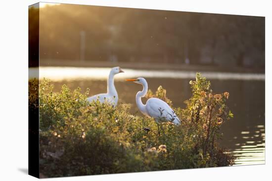 A Great Egret and Snow Goose Rest by the Lake in Ibirapuera Park at Sunset-Alex Saberi-Premier Image Canvas
