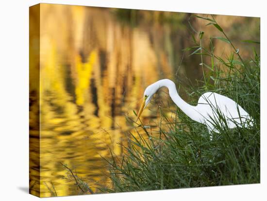 A Great Egret Fishing in Ibirapuera Park at Sunset-Alex Saberi-Premier Image Canvas