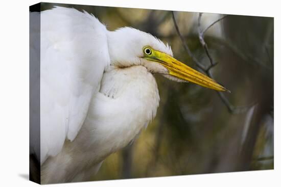 A Great Egret Stares Into The Distance. Blackwater Wildlife Refuge. Cambridge, MD-Karine Aigner-Premier Image Canvas