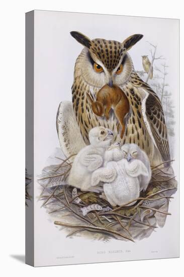 A Great Owl and Chicks, from 'The Birds of Europe', Published 1832-37-John Gould-Premier Image Canvas