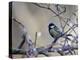 A Great Tit Rests on a Branch Amid Twigs in Richmond Park-Alex Saberi-Premier Image Canvas