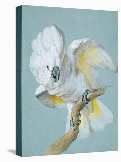 A Great White Crested Cockatoo-Aert Schouman-Premier Image Canvas