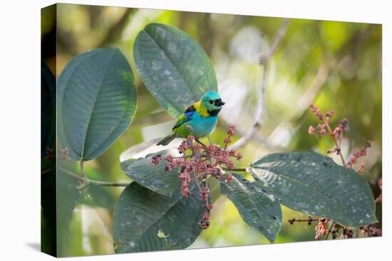 A Green-Headed Tanager Feeding on Berries of a Tree in the Atlantic Rainforest-Alex Saberi-Premier Image Canvas