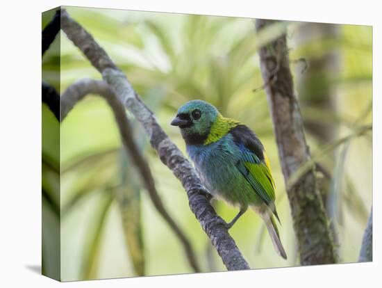 A Green-Headed Tanager in a Tropical Environment in Ubatuba, Brazil-Alex Saberi-Premier Image Canvas