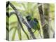 A Green-Headed Tanager in a Tropical Environment in Ubatuba, Brazil-Alex Saberi-Premier Image Canvas