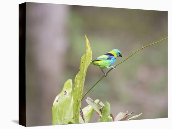 A Green Headed Tanager on a Branch-Alex Saberi-Premier Image Canvas