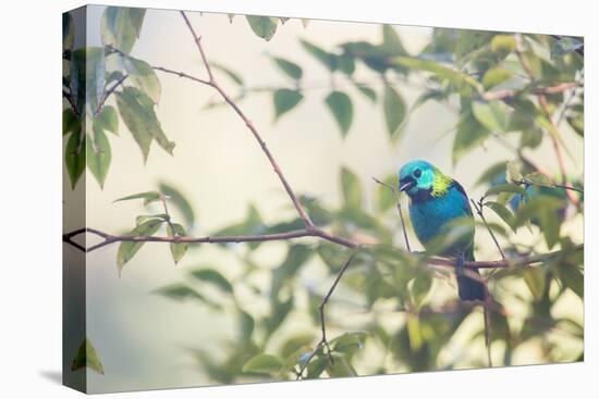 A Green-Headed Tanager Perching in a Tree in Ubatuba-Alex Saberi-Premier Image Canvas