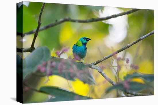 A Green-Headed Tanager Sitting on a Branch with Berries-Alex Saberi-Premier Image Canvas