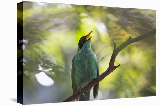 A Green Honeycreeper, Chlorophanes Spiza, Calls Out in Ubatuba, Brazil-Alex Saberi-Premier Image Canvas