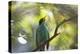 A Green Honeycreeper, Chlorophanes Spiza, Calls Out in Ubatuba, Brazil-Alex Saberi-Premier Image Canvas