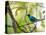 A Green Honeycreeper, Chlorophanes Spiza, Resting on a Branch-Alex Saberi-Premier Image Canvas