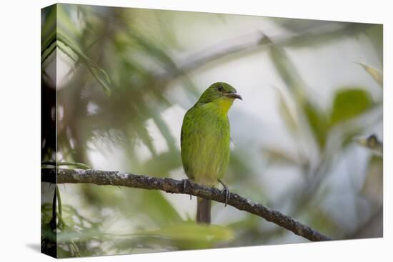 A Green Honeycreeper, Chlorophanes Spiza, Rests in a Tree in Ubatuba, Brazil-Alex Saberi-Premier Image Canvas