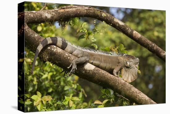 A Green Iguana (Iguana Iguana) (Common Iguana) (American Iguana), in the Jungle of Costa Rica-Stuart Forster-Premier Image Canvas
