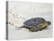 A Green Sea Turtle Crossing Watamu Beach, White Sandy Beach Is an Important Breeding Ground for Thr-Nigel Pavitt-Premier Image Canvas