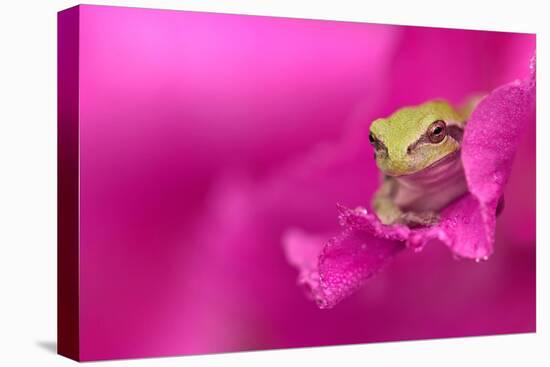 A green tree frog hides in a flower.-Dennis Fast-Premier Image Canvas