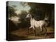 A Grey Arab Stallion in a Wooded Landscape-Jacques-Laurent Agasse-Premier Image Canvas