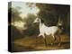 A Grey Arab Stallion in a Wooded Landscape-Jacques-Laurent Agasse-Premier Image Canvas