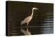 A grey heron (Ardea cinerea) in the River Khwai, Botswana, Africa-Sergio Pitamitz-Premier Image Canvas