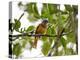 A Grey-Hooded Attila, Attila Rufus, in Ubatuba, Brazil-Alex Saberi-Premier Image Canvas