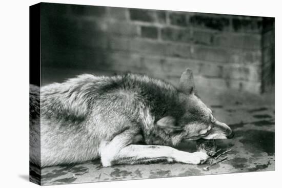 A Grey/Timber Wolf Lying down to Eat at London Zoo in 1927 (B/W Photo)-Frederick William Bond-Premier Image Canvas