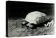 A Grooved or African Spurred Tortoise with Her Eggs at London Zoo, July 1922-Frederick William Bond-Premier Image Canvas