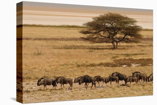 A group of antelopes at the heart of Etosha National Park, Namibia, Africa-Michal Szafarczyk-Premier Image Canvas