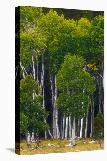 A Group of Aspens at the Beginning of the Fall Season-John Alves-Premier Image Canvas