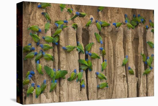 A group of blue-headed parrots cling to clay cliffs, Peru, Amazon Basin.-Art Wolfe-Premier Image Canvas