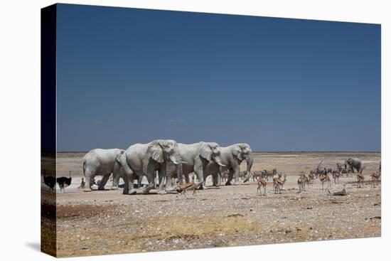 A Group of Bull Elephants, Springbok and Oryx at a Watering Hole-Alex Saberi-Premier Image Canvas