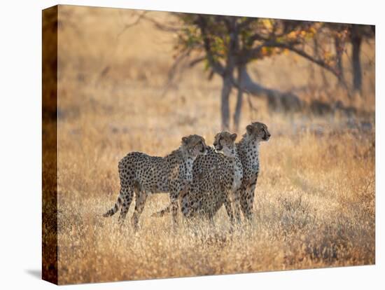 A Group of Cheetah on the Lookout for a Nearby Leopard in Namibia's Etosha National Park-Alex Saberi-Premier Image Canvas