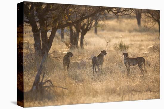 A Group of Cheetahs, Acinonyx Jubatus, on the Lookout for a Nearby Leopard at Sunset-Alex Saberi-Premier Image Canvas