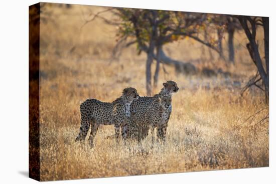 A Group of Cheetahs, Acinonyx Jubatus, on the Lookout for a Nearby Leopard at Sunset-Alex Saberi-Premier Image Canvas