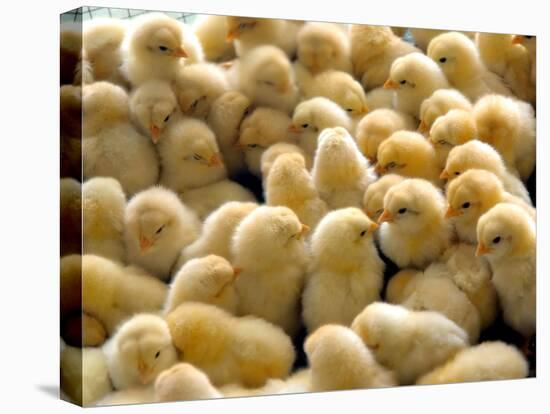 A Group Of Chick-Eky Studio-Premier Image Canvas